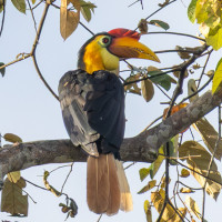 Wrinkled Hornbill